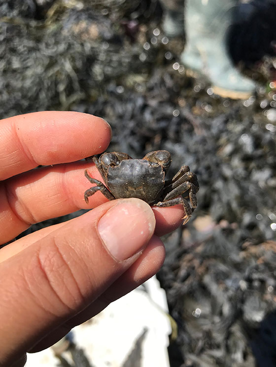 One of the first Hemigrasus takanoi, found at Harwich by students visiting FSC. 