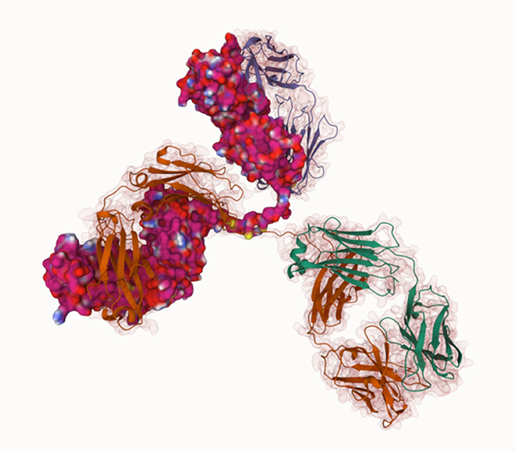 A representation of an antibody showing each polypeptide chain. Mol* allows students to appreciate the levels of protein structure and how these relate to specific regions of the antibody and the functions.