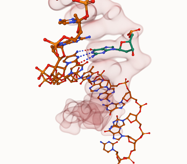 Visualising double stranded DNA in a hybrid setting to enable students to identify hydrogen bonding with greater ease