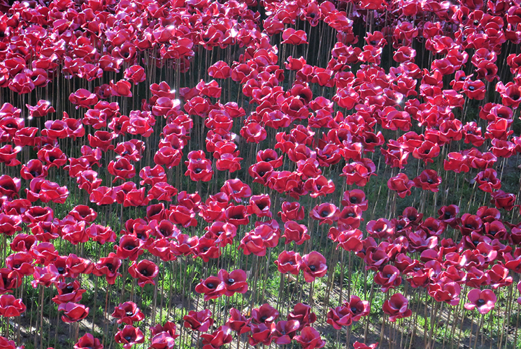 Remembrance poppies